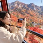 내장산 단풍 절정시기